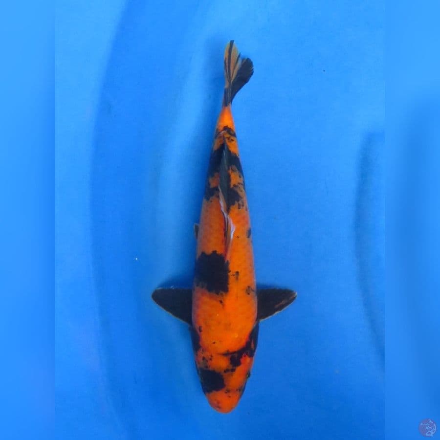 30cm , Hi utsuri jantan