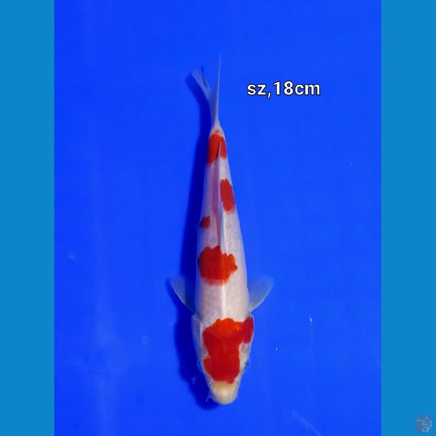 kohaku murni