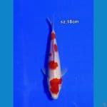kohaku murni