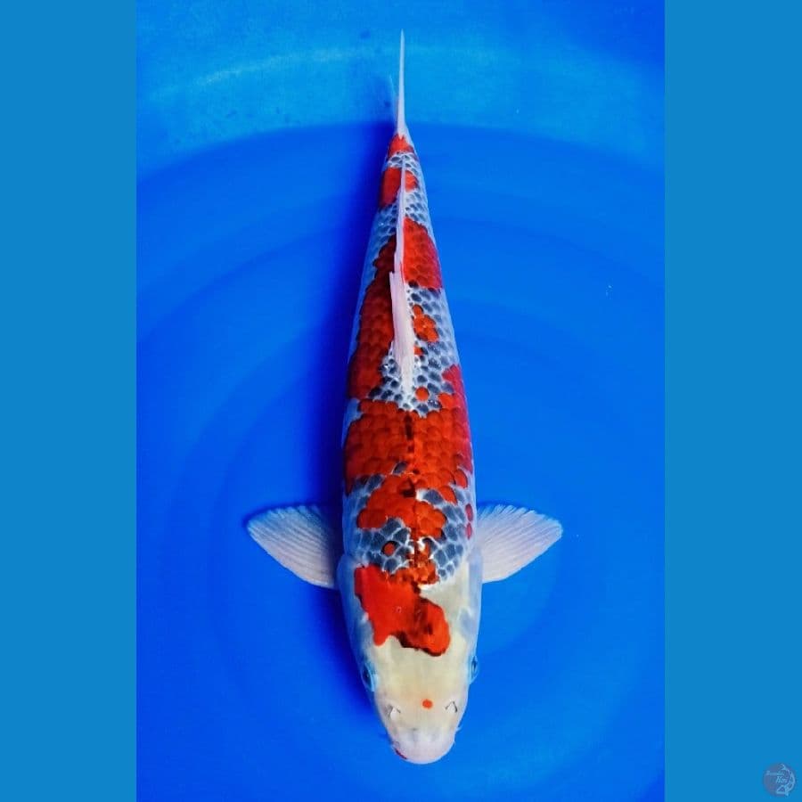 jumbo F1 43CM (MALE)