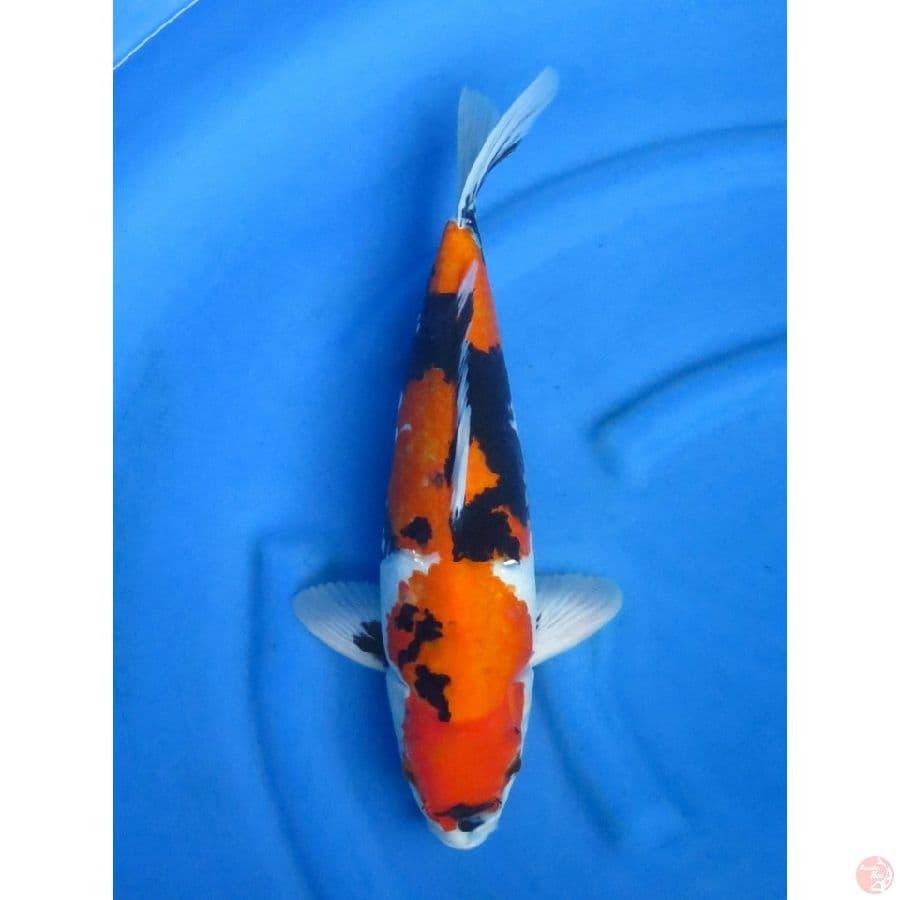 43cm , Tategoi Showa Jumbo