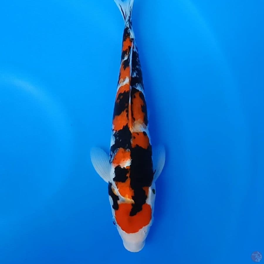 Showa maruten 33cm Male