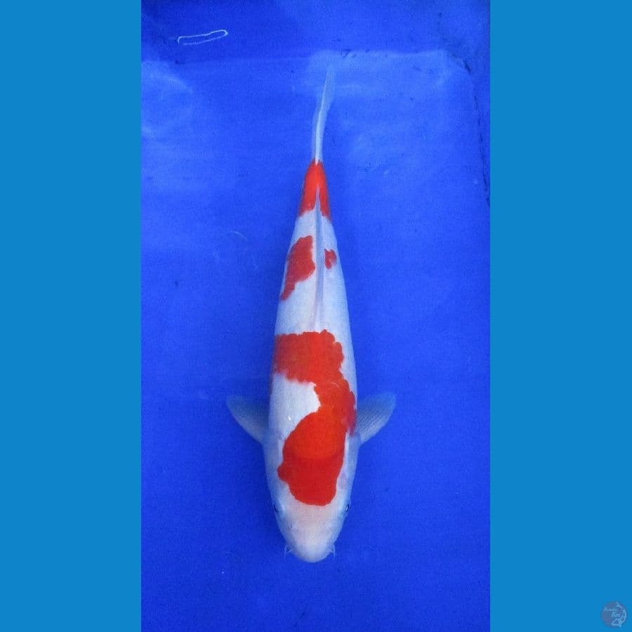 kohaku ±35cm