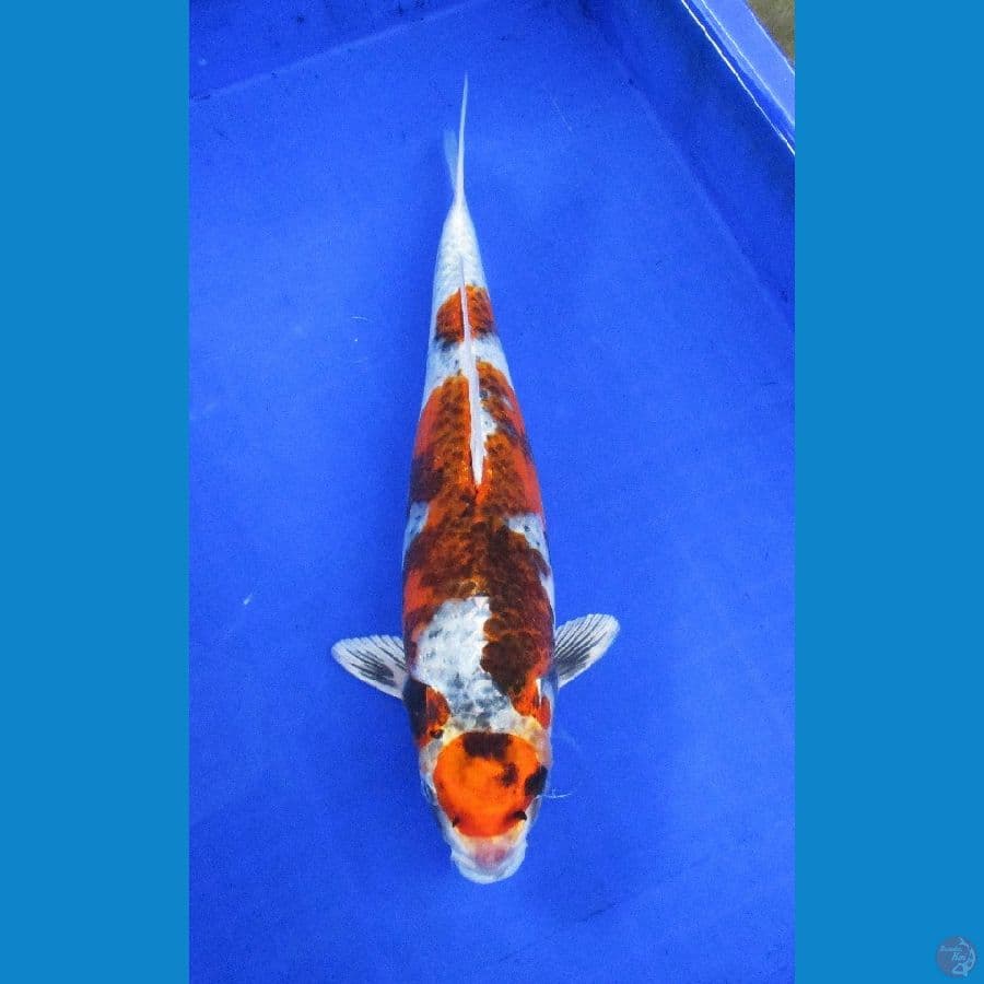 showa hikari ±38cm