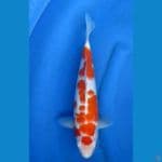 maruten kohaku kwalitas 35 cm