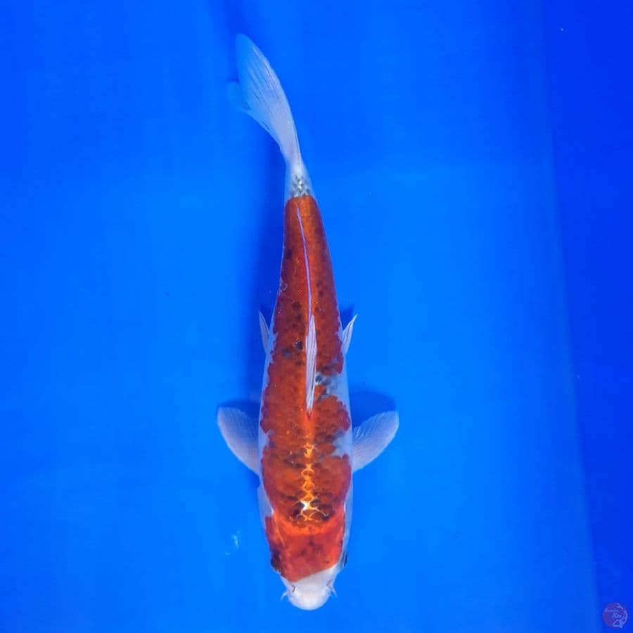 Goshiki Racing 29cm