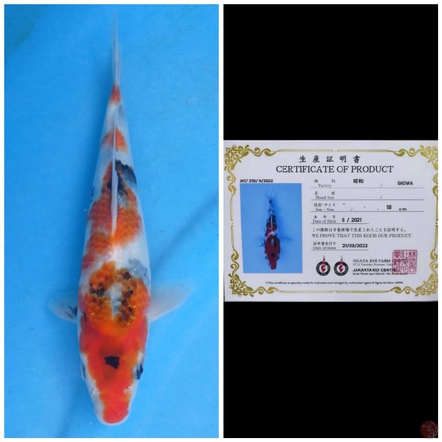 Ogata Sanke