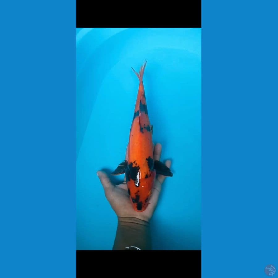 hi utsuru 36cm
