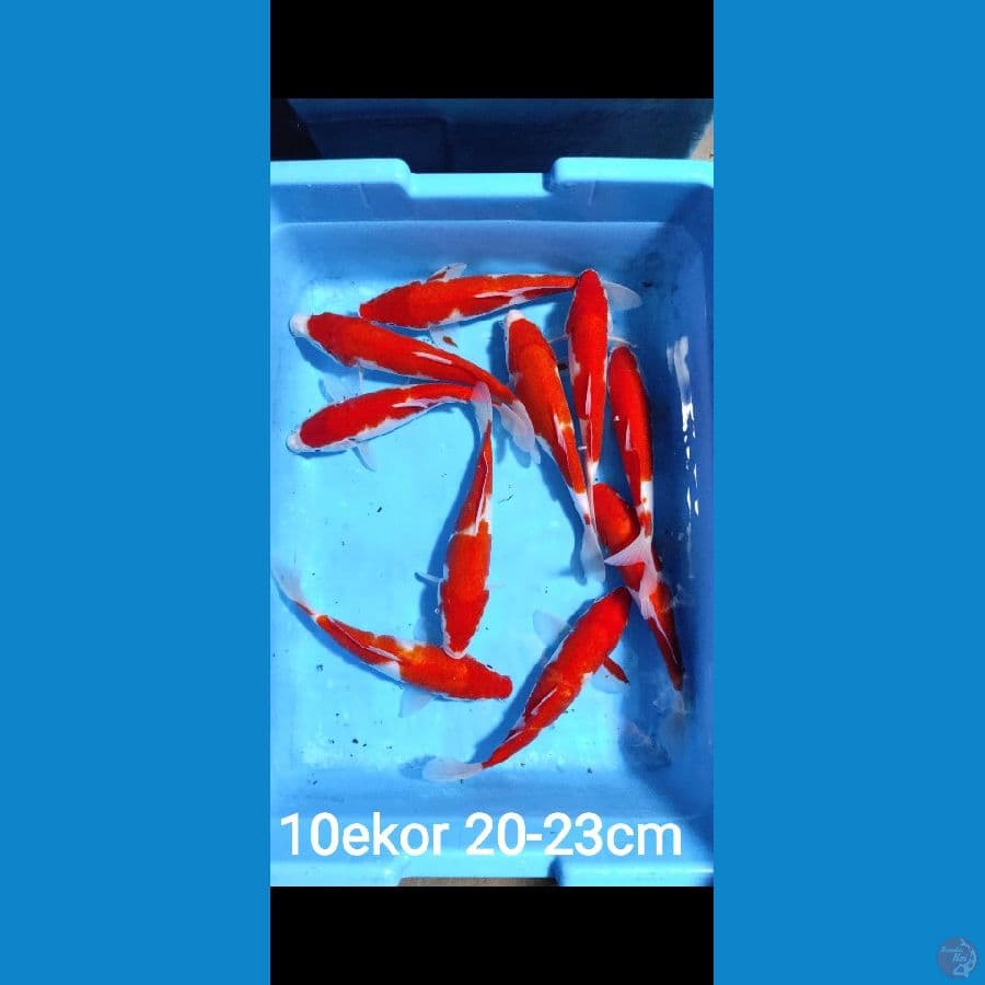 paket kohaku size 20-23cm jumlah 10 ekor