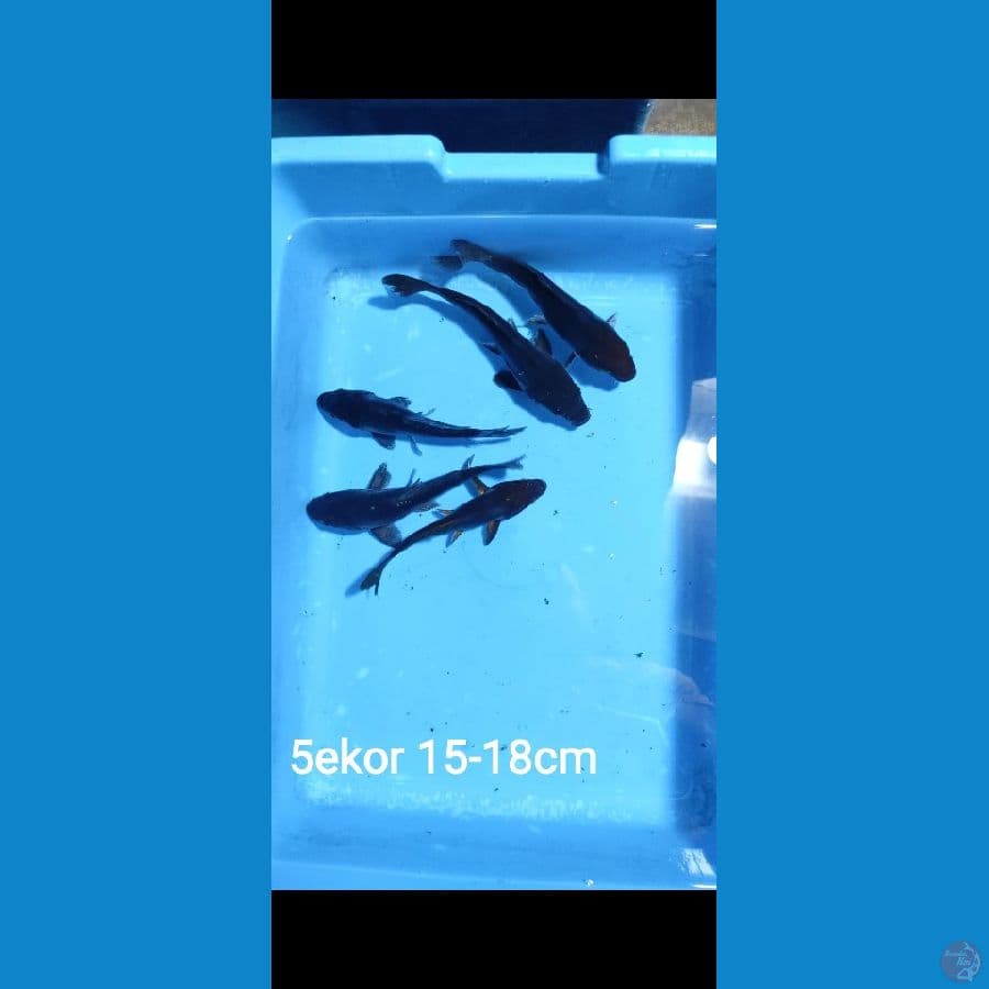 paket karasu doitsu size 15-18cm jumlah 5 ekor