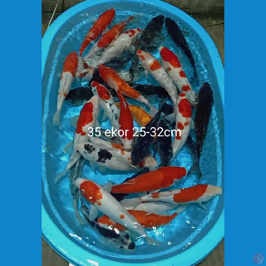 mix 35 ekor 25 32cm