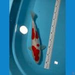 Kohaku Doitshu 35 cm