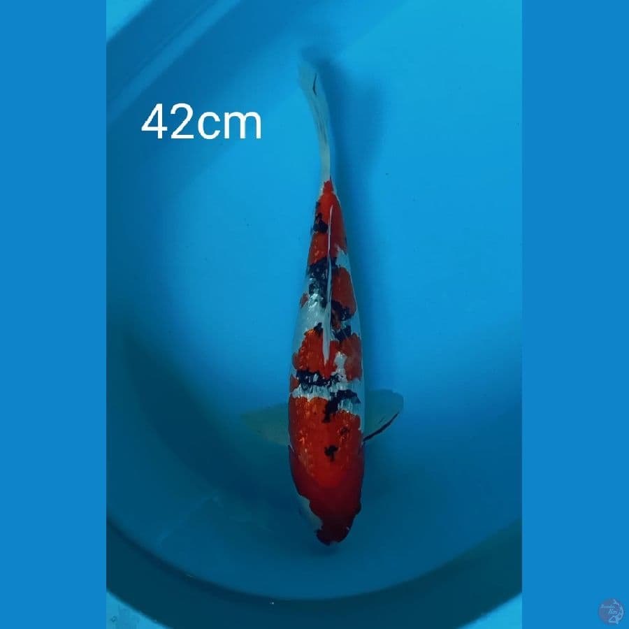 sanke ginrin 42cm