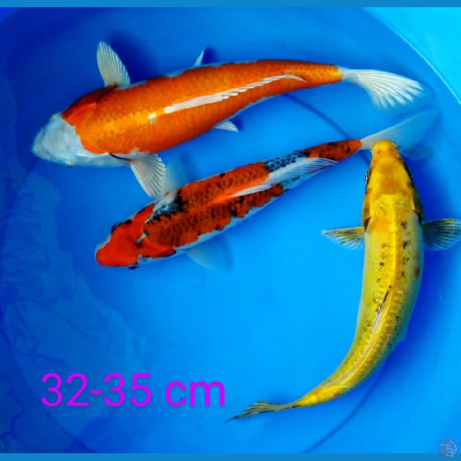 mix jumbo 32-35 cm