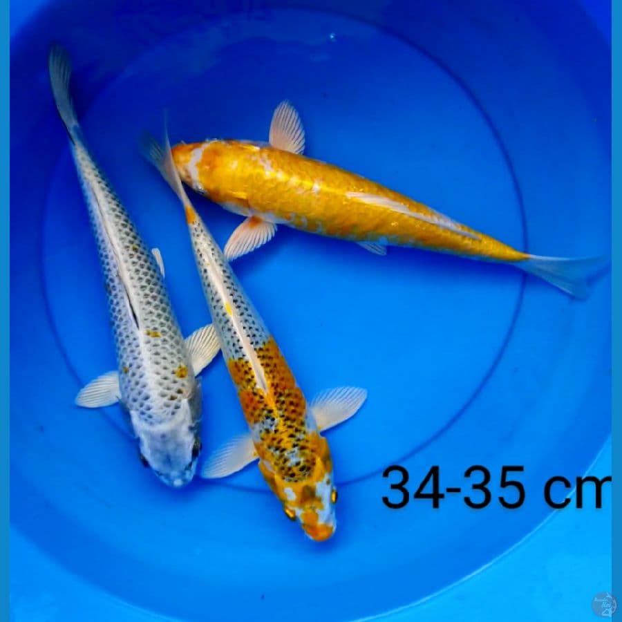 mix jumbo 34-35 cm