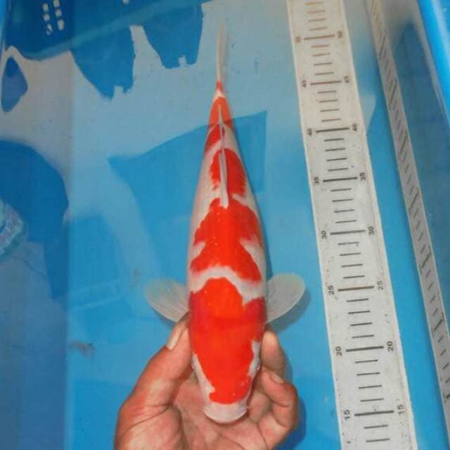 KOHAKU RAPI