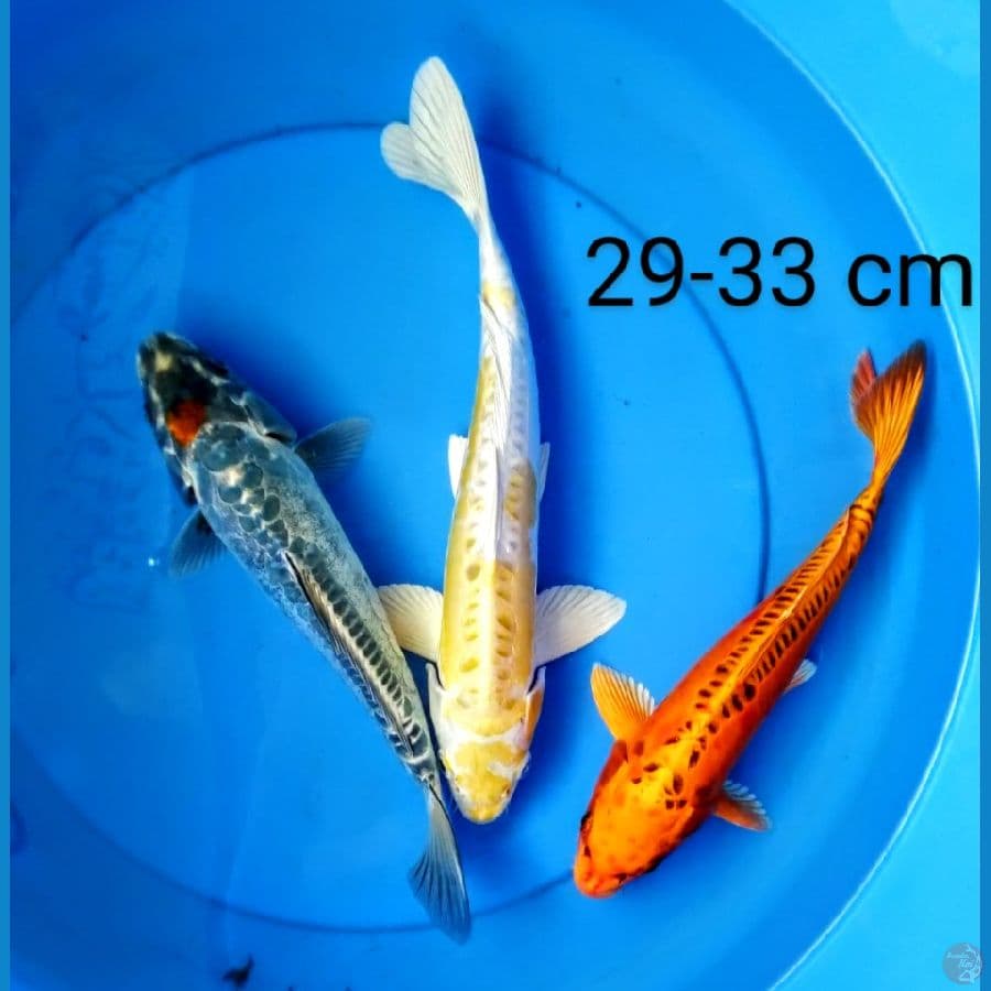 mix mantap 29-33 cm