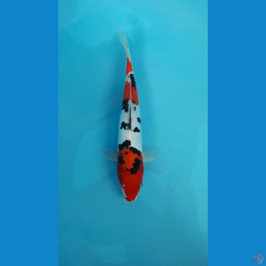 Benikumon 29 cm