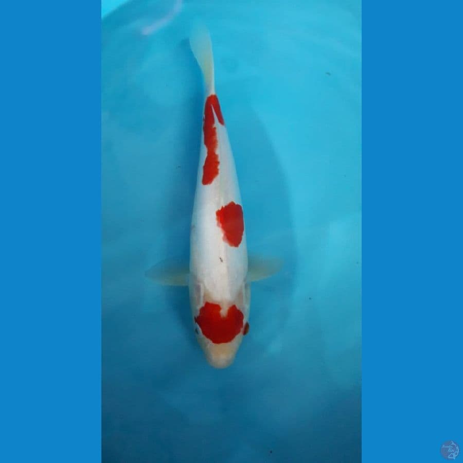 Kohaku maruten doitsu 34 cm
