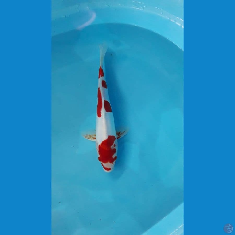 Kohaku doitsu kucibeni  akamoto 30 cm