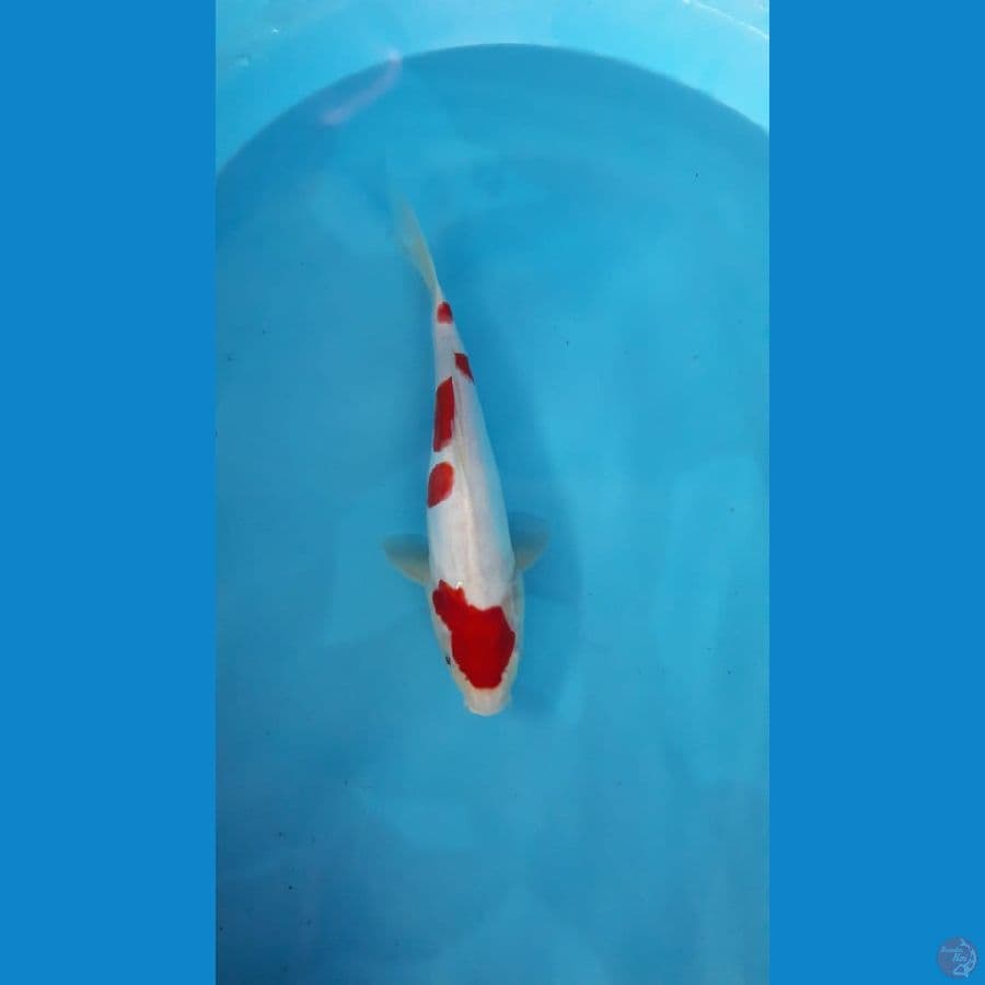 Maruten doitsu kohaku 31 cm