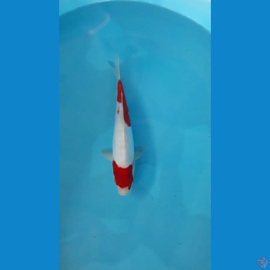 Maruten kohaku doitsu 2 step 27cm