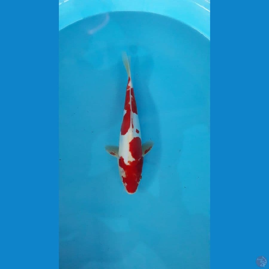 Kohaku doitsu akamoto 27cm