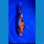showa 42cm