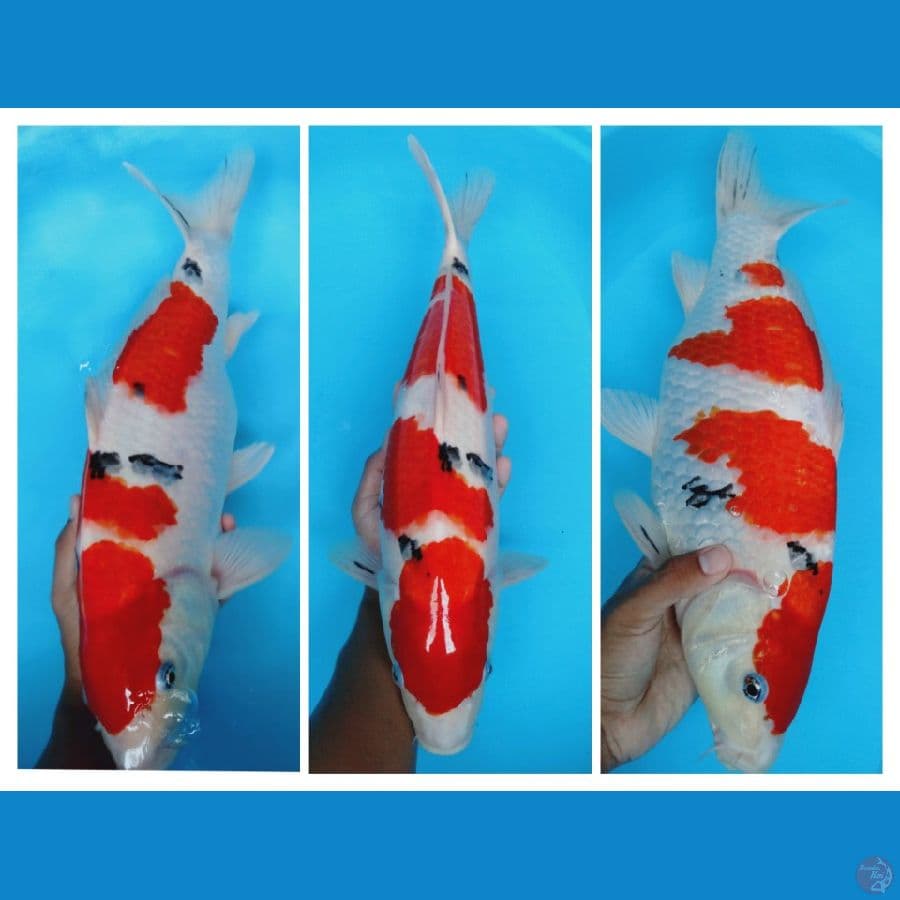 F46CM 
