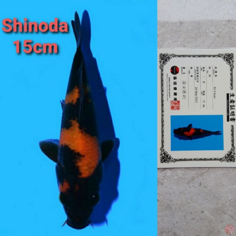 SHINODA HIUTSURI SERTIFIKAT