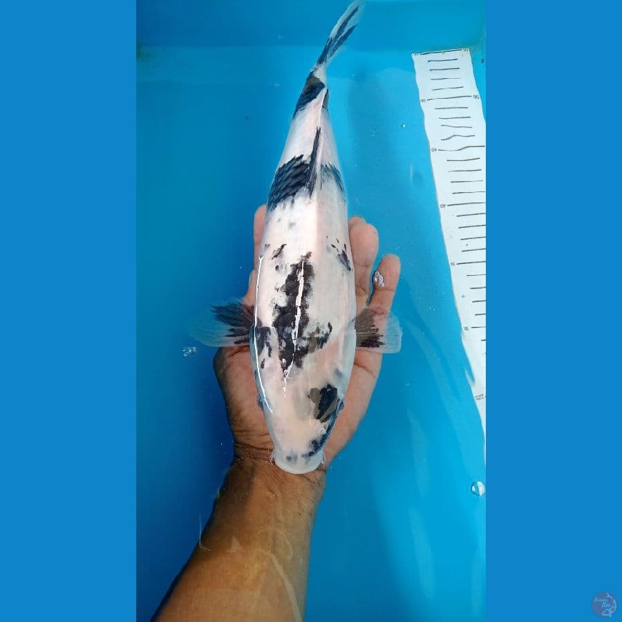 shiro 36 cm
