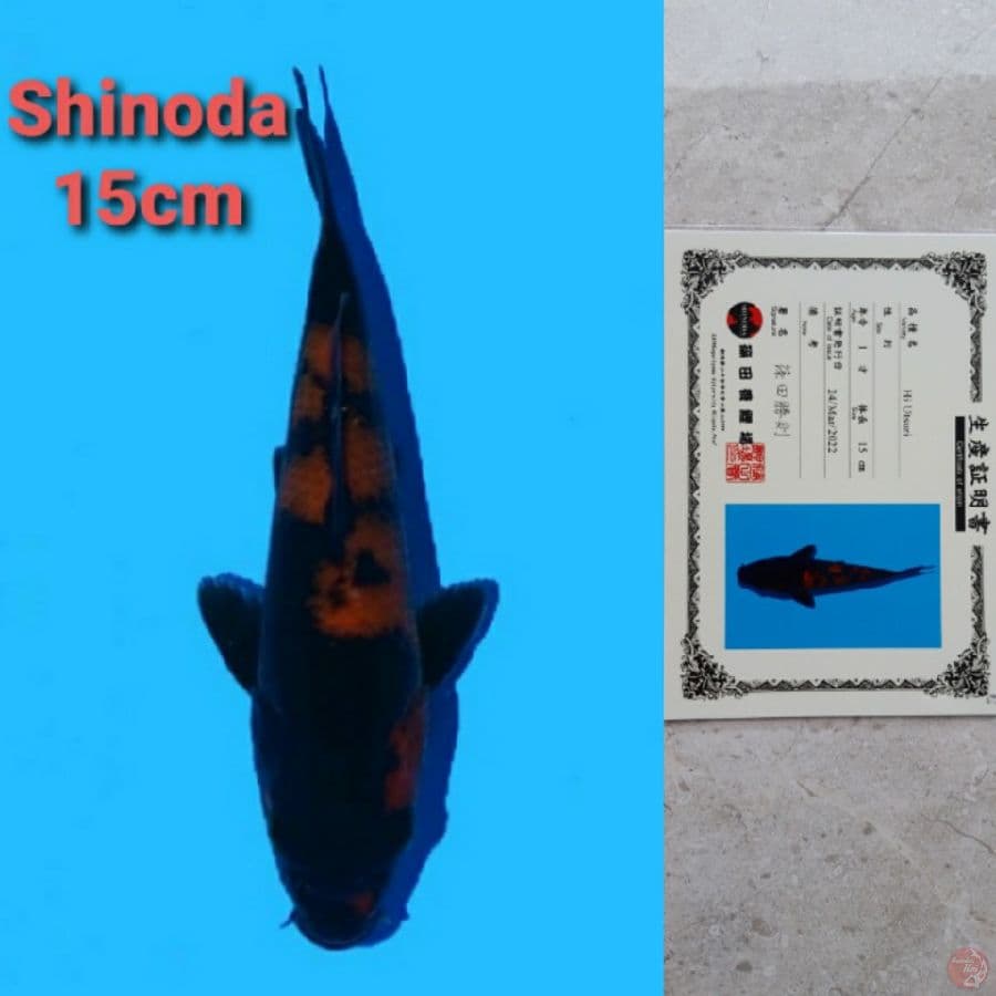 SHINODA HIUTSURI SERTIFIKAT