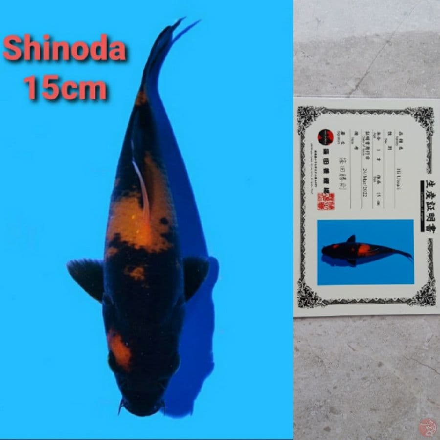 SHINODA HIUTSURI SERTIFIKAT