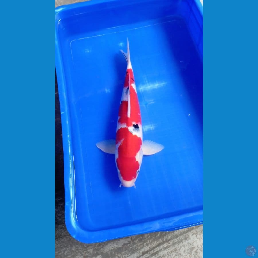 KOHAKU SANKE 44CM MALE MERAH STRONG