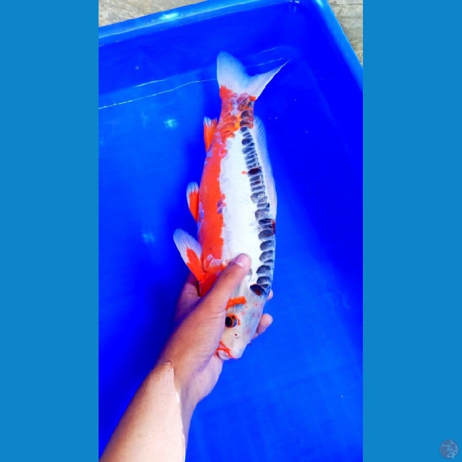 Hana Shusui M43 Cm Bulky