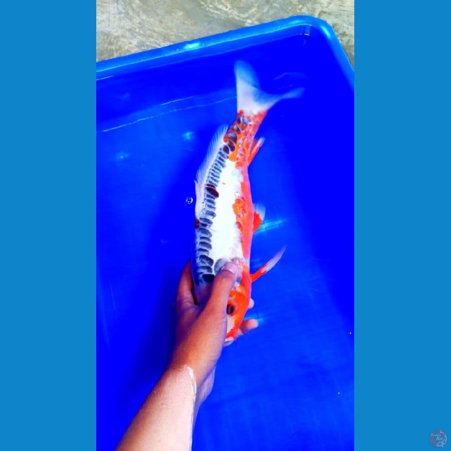Hana Shusui M43 Cm Bulky