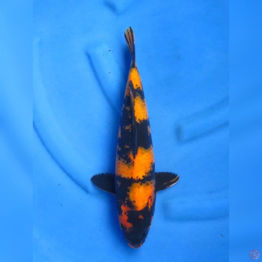 27cm , Hi Utsuri F1