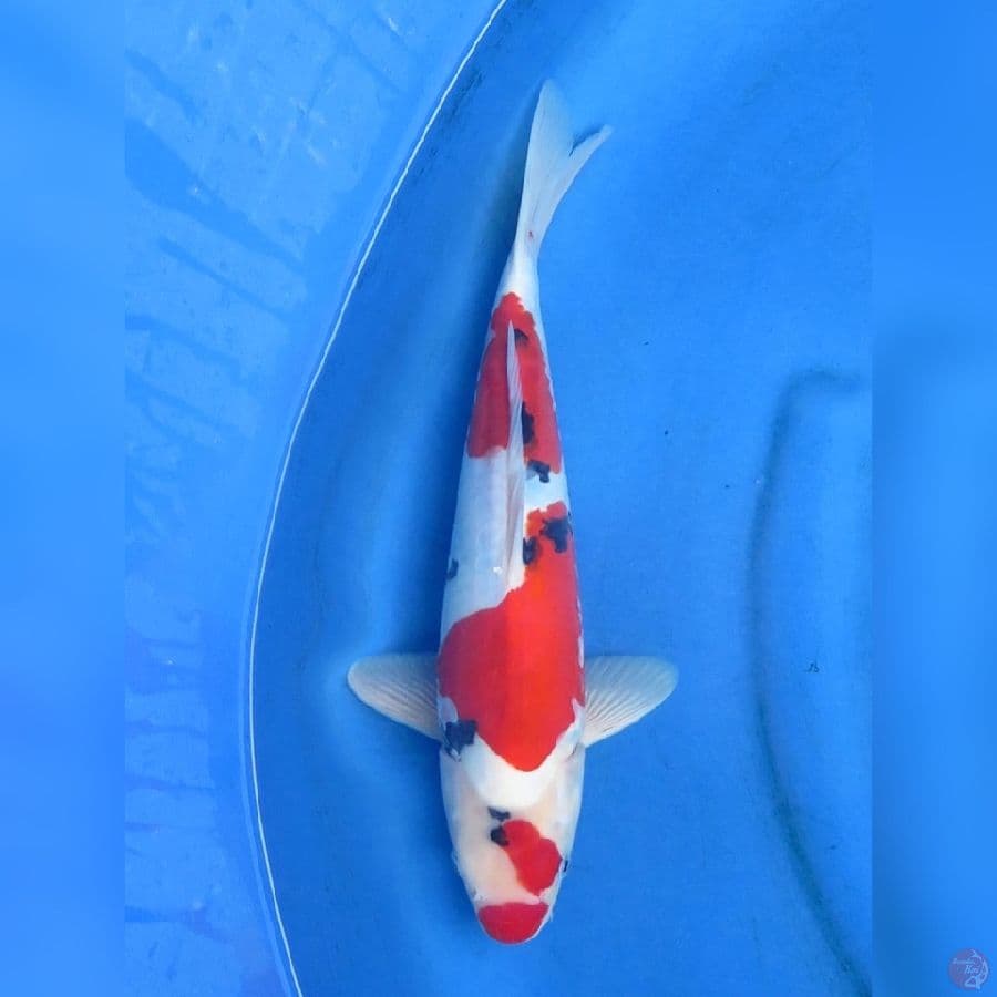 37cm , Red Sanke Doitsu