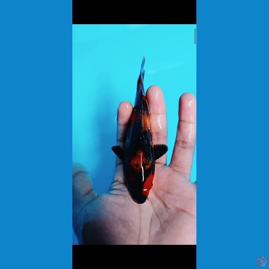 Hi utsuri size 13CM????