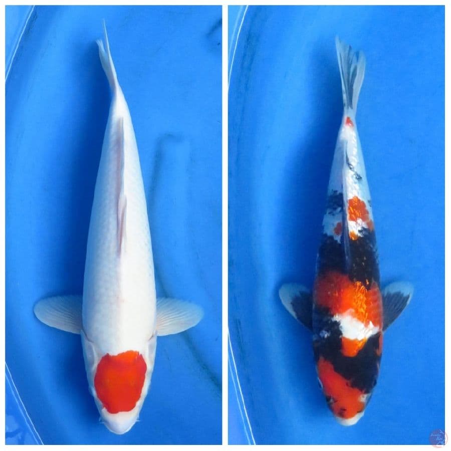 paket original , 43cm & 28cm