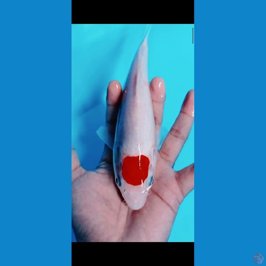 Tancho kohaku size 22CM????