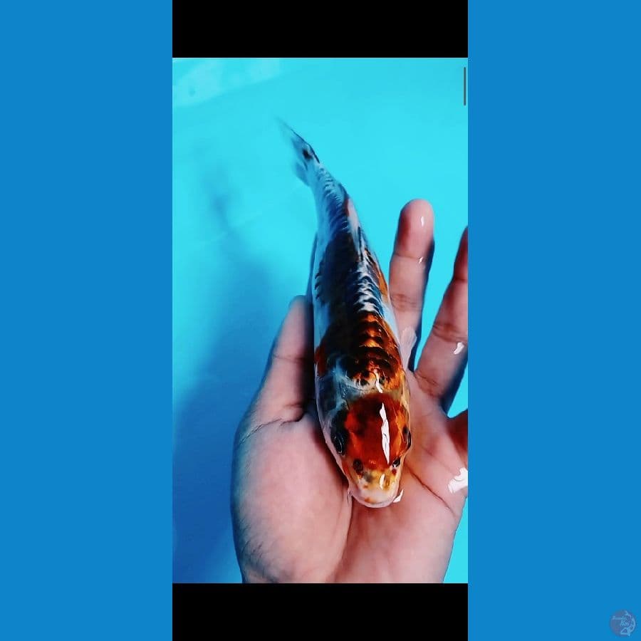 Maruten kiko size 18CM????