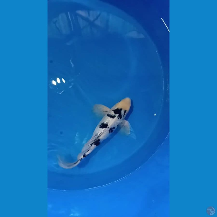 42 cm BEKkO ginrin