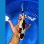 BUDO GOROMO 27 CM