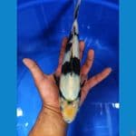 SHIRO FEMALE 27 CM 