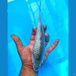 SORAGOI GINDRIN NONONG 25 CM