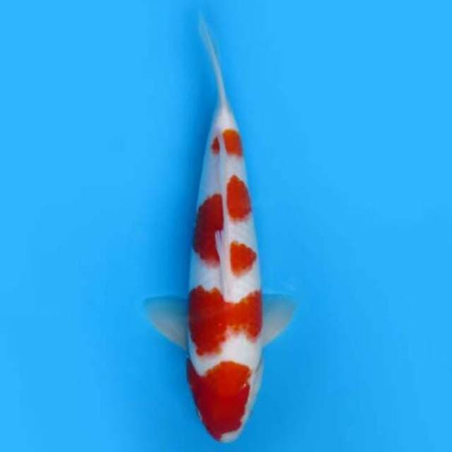 32cm - Yondan Kohaku Spesial Ori 
