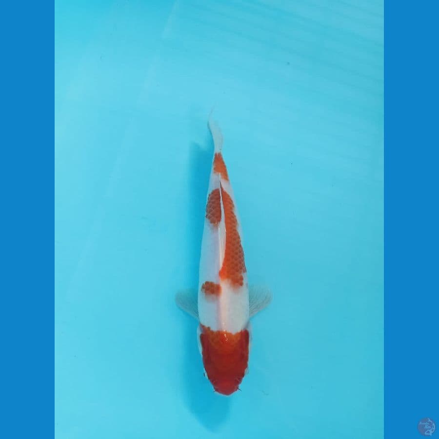 kohaku
