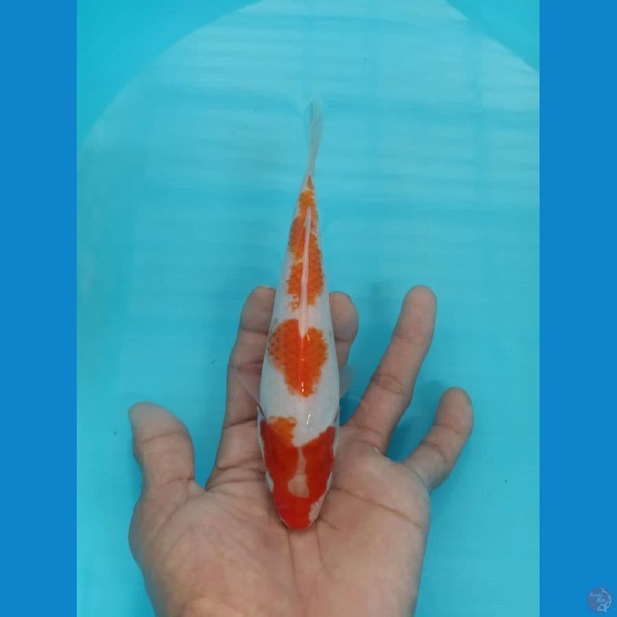 kohaku