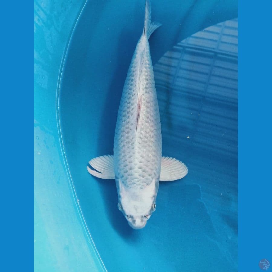 matsuba minus sirip kanan sobek